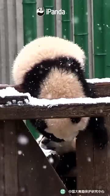 吃瓜小熊娱乐,揭秘娱乐圈幕后故事